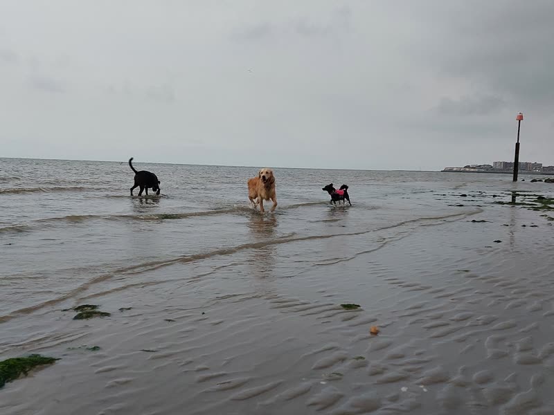 Three dogs running through shallow water on a wide sandy beach under an overcast sky