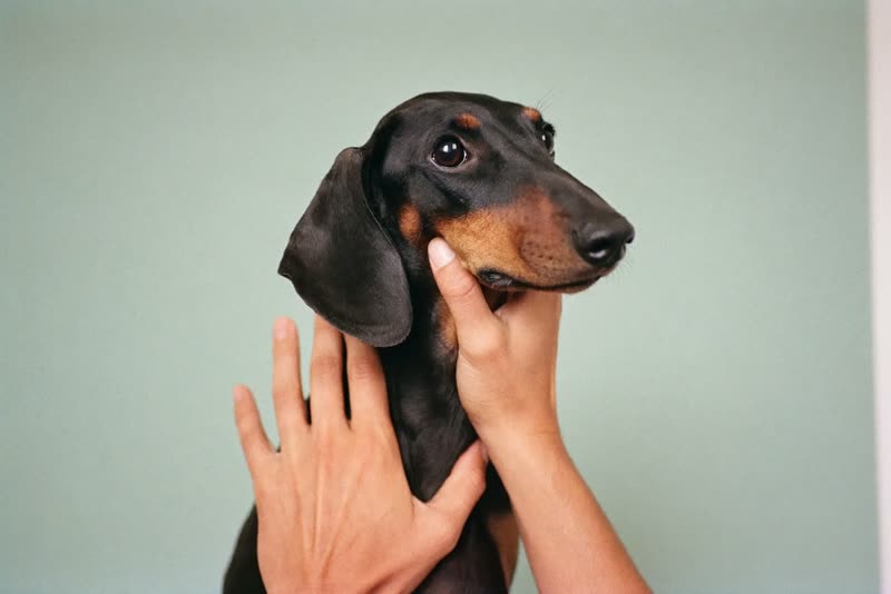 A dog being handled gently, hands only in frame