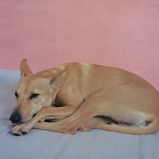 A dog asleep on a soft blanket