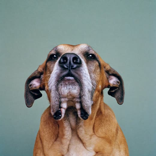 An older dog resting its head